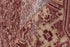 Antique Amritzar Area Rug (10' x 12')